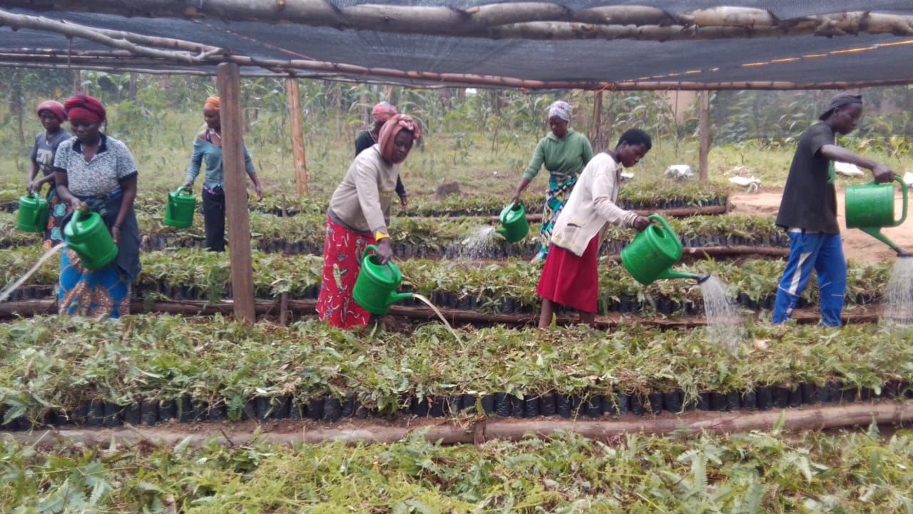 Nursary progress in Mushonyi, Rutsior