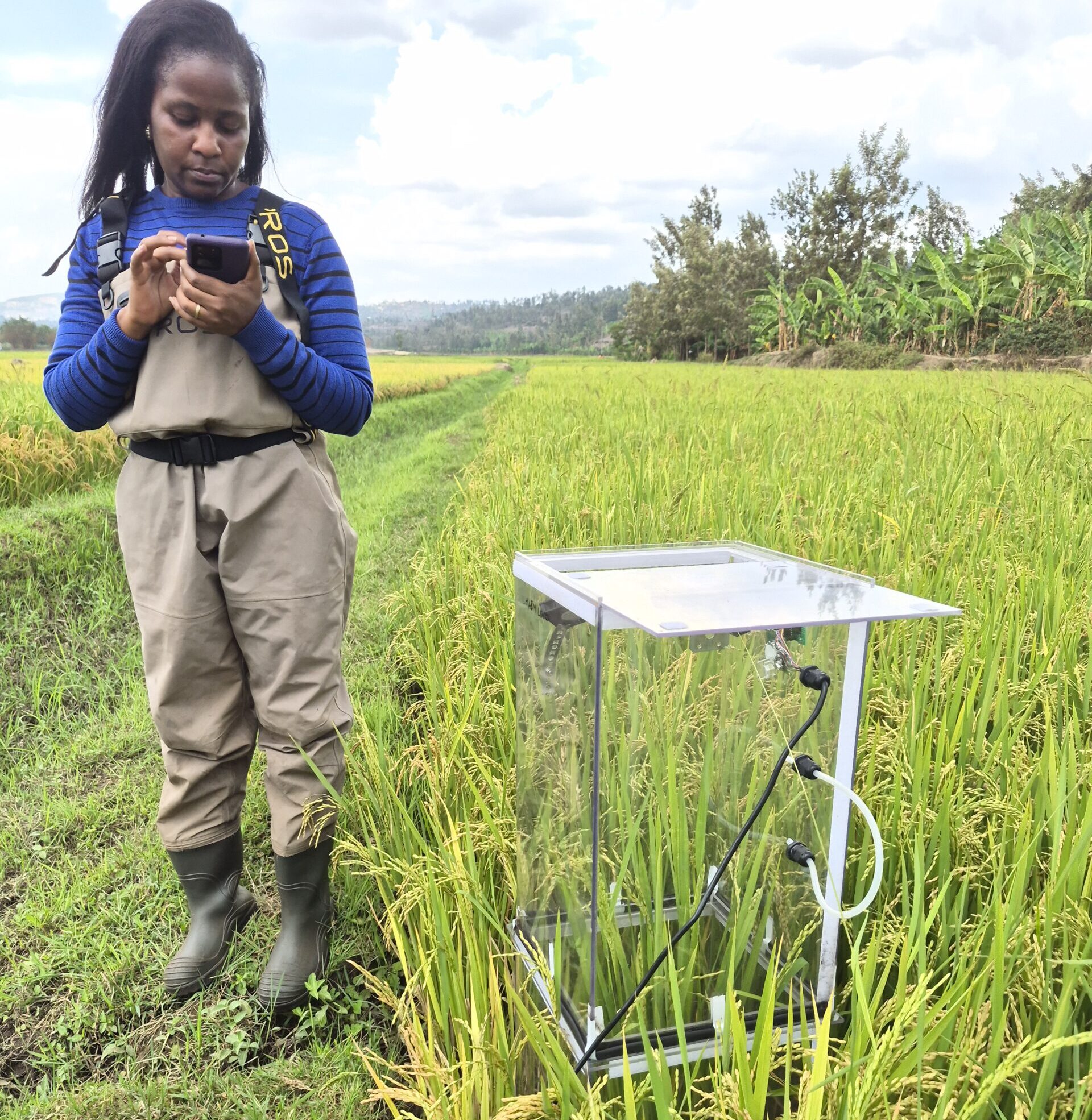 RBI tested MRV System to Monitor AWD in Climate-Smart Rice Farming