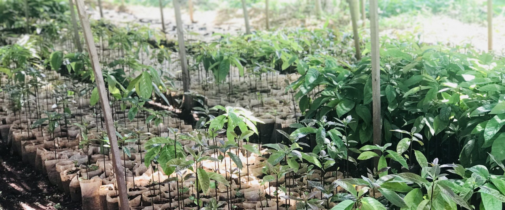 Our intervention in land restoration by fruit trees